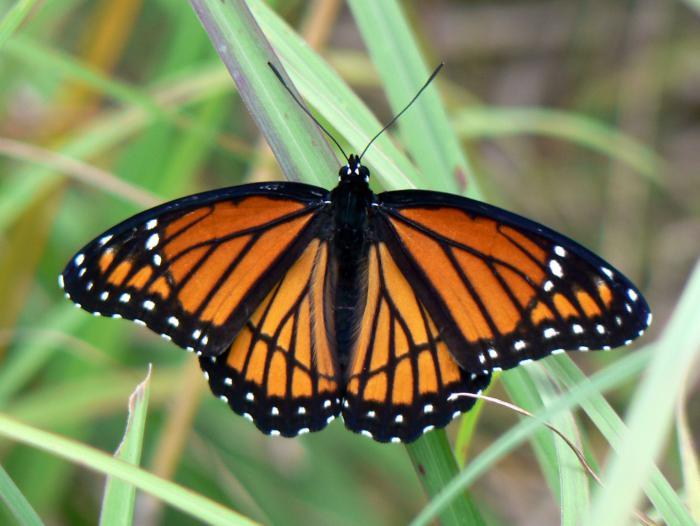 bilder-av-fjärilar-svart-och-orange-fjäril-med-små-vita-fläckar