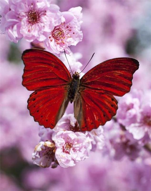 bilder-av-fjärilar-röd-fjäril-på-en-blomma-rosa-gren