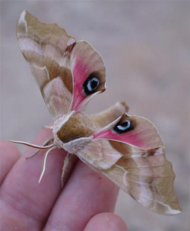 bilder-av-fjärilar-bilder-av-fjäril-bisarra