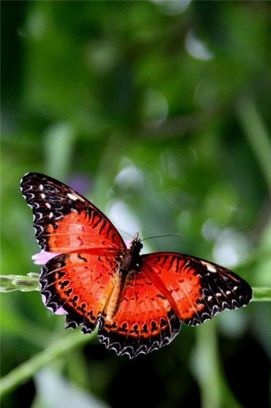 bilder-av-fjärilar-foto-av-svart-och-orange-fjäril