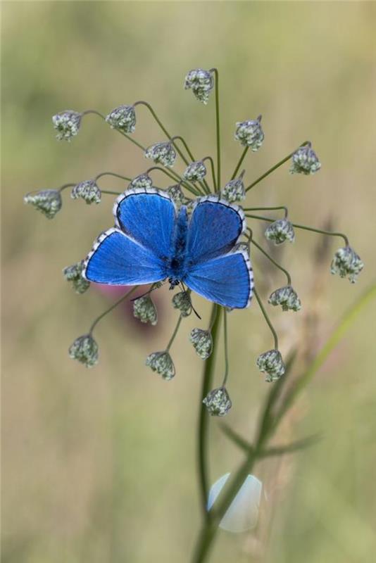 bilder-av-fjärilar-foto-fjäril-blå