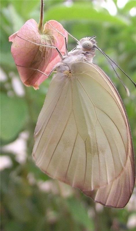 bilder-av-fjärilar-foto-fjäril-rosa-sköra-och-vackra