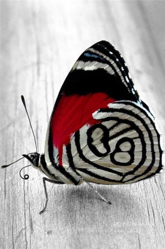 fjäril-foton-fjäril-foto-röd-och-vit-fjäril-bild