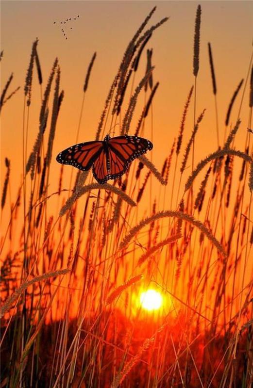 bilder-av-fjärilar-en-fjäril-vid-solnedgång-i-solen