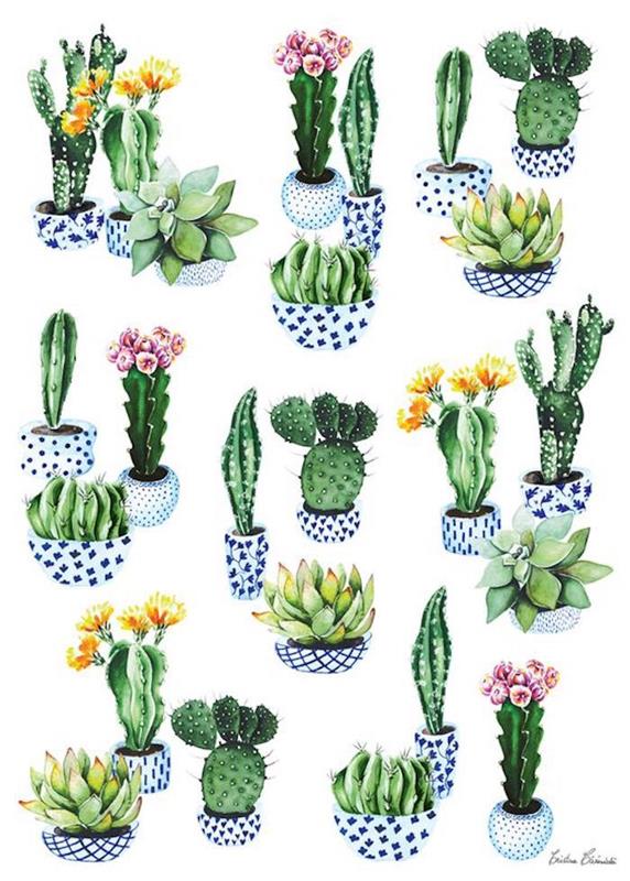 hrnce kaktusov, rôzne sukulenty, vysledovateľné obrázky, farebné kvetináče, biele pozadie