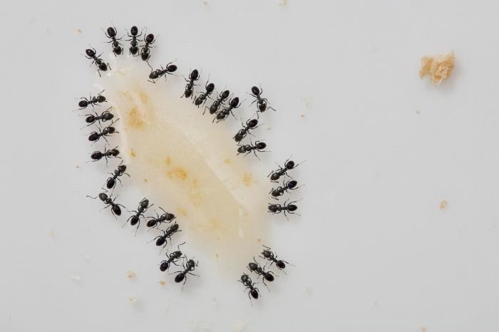 مصيدة النمل محلية الصنع تخلط السكر البودرة وصودا الخبز للقضاء على الحشرات