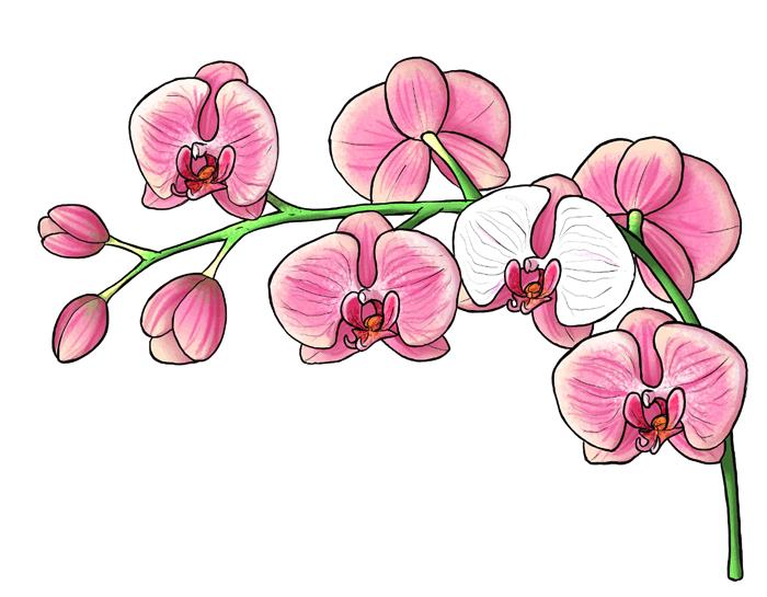 orhid kvetinová kresba, odtiene pinty a zelenej, vysledovateľné obrázky, biele pozadie