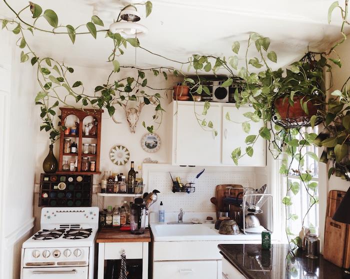 príklad izbovej popínavej rastliny, biely kuchynský dekor s otvoreným úložným priestorom, biela kuchynská fasáda, tradičný kuchynský štýl