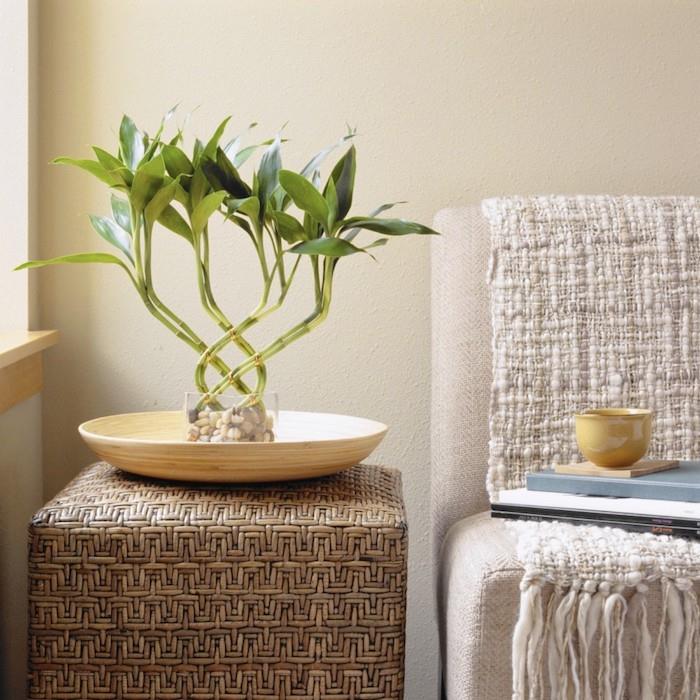 zasadiť bambus do kvetináča dekoratívnu rastlinu do miestnosti na položenie na stôl