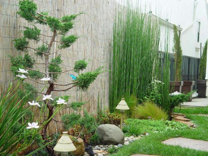 نباتات - بامبو - حديقة - جميلة - تصميم - بلمسة يابانية