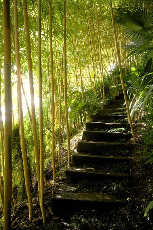 نباتات بامبو بالقرب من الدرج أفكار رائعة
