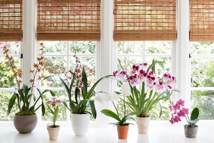 niekoľko izbových kvitnúcich rastlín v radoch blízko črepníkového okna, rôzne druhy orchideí a iných kvetov