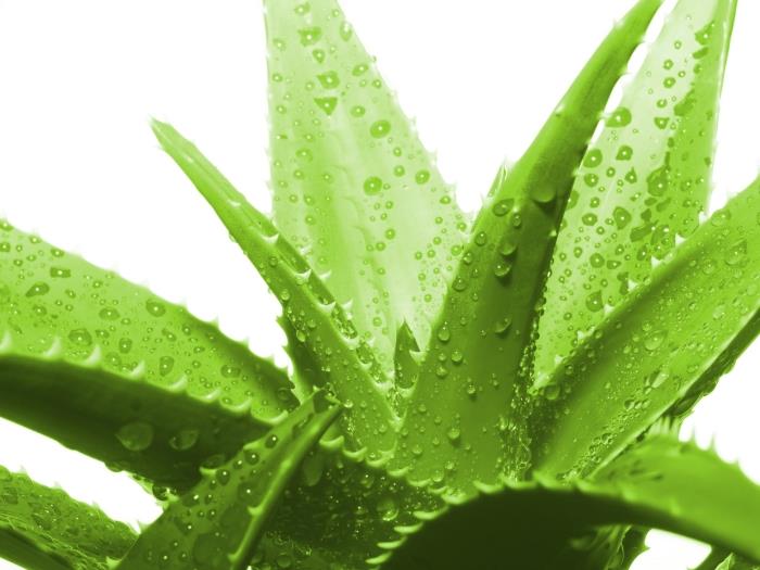 liečivé rastliny odroda aloe vera rastlina používať zdravotnú kozmetiku kvapky vody