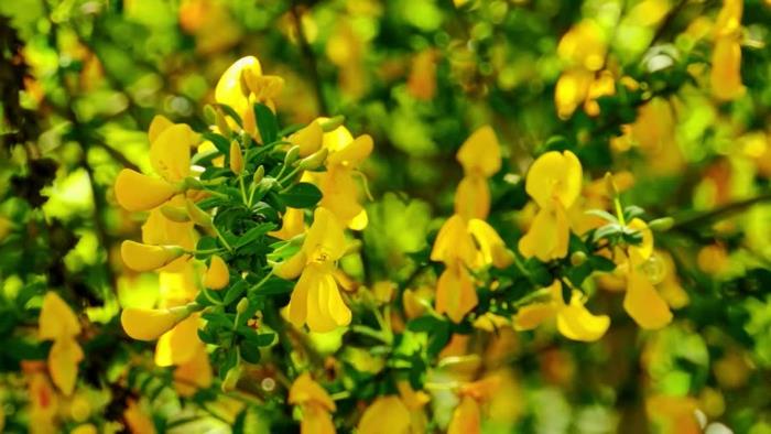 žltá forzytia, jasne kvitnúca okrasná rastlina v zlatožltej farbe, kvitnúci ker