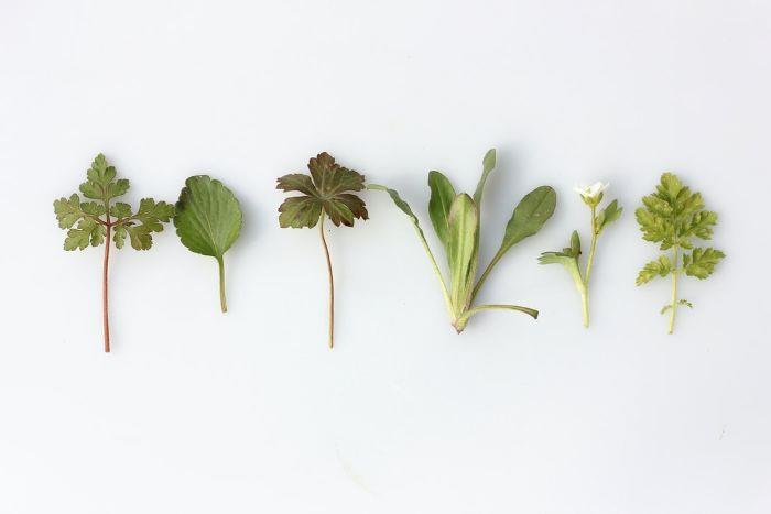 zelené rastliny bylinný čaj ako konzumovať bylinný čaj