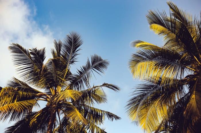 palmer på bakgrunden av den fridfulla blå himlen utan moln, kokospalmer, semester, drömatmosfär, landskapstapeter, paradisiskt landskap