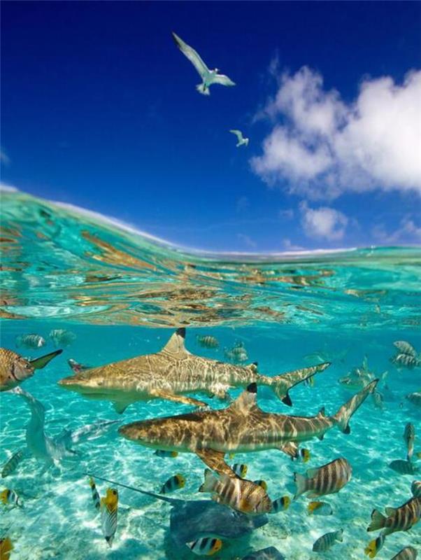 fransk-polynesien-hajar-resa-i-blå-vatten