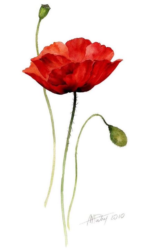 kresba makového kvetu, obrázky kresieb, biele pozadie, červená a zelená farba