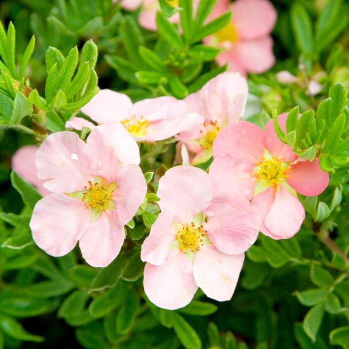 ružová potentilla, pekný ker do záhrady, veľmi zelené lístie, kríky na živé ploty