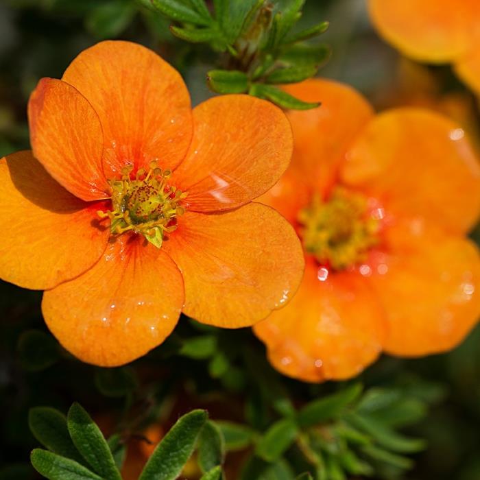 kvetovaný mandarínkový živý plot, oranžová farba potentilla fruticosa, kvetované živé ploty