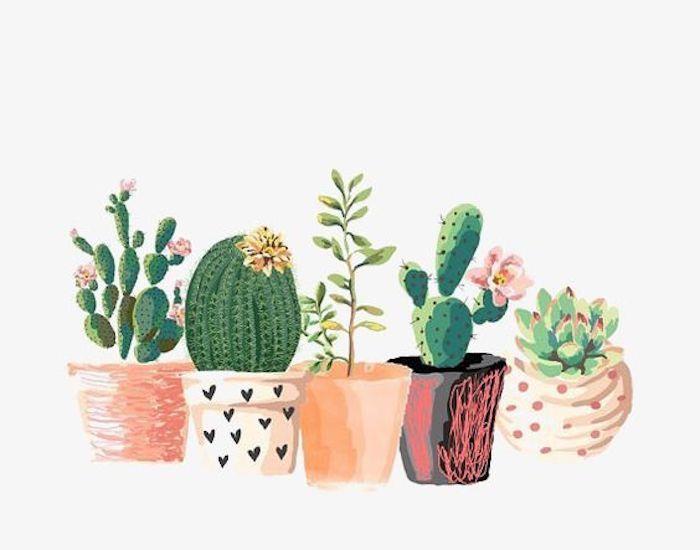hrnce kaktusov, rôzne sukulenty, obrázky kresieb, farebné kvetináče, biele pozadie