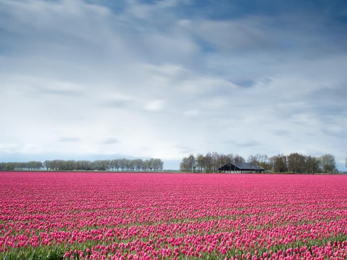 prírodná fotografia so zelenými políčkami s ružovými tulipánmi a lesom zelených stromov pod modrou oblohou s bielymi mrakmi