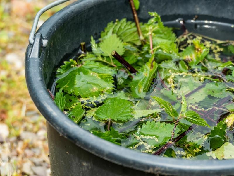 recept na žihľavový hnoj žihľava natrhaná vo vani s vodou