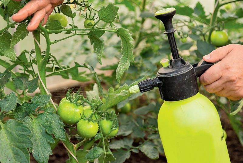 žihľava hnoj paradajka hnojiť paradajky zo žihľavy hnoj