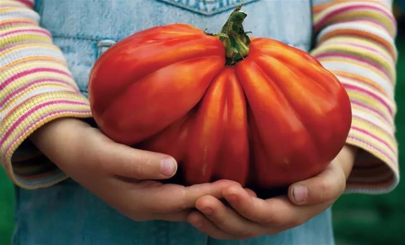 paradajka zo žihľavy a hnoja dieťa držiace obrovskú paradajku