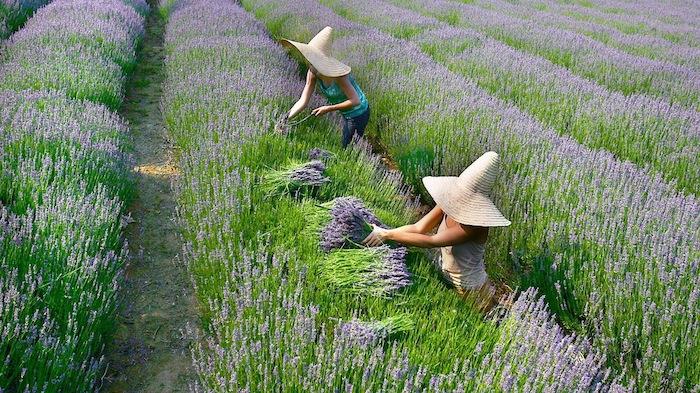 när man ska skörda lavendel odlar två kvinnor med hattar på fältet lavendel