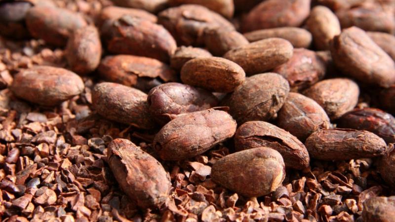 čo dať na zem, aby sa zabránilo burine kôry z kakaových bôbov