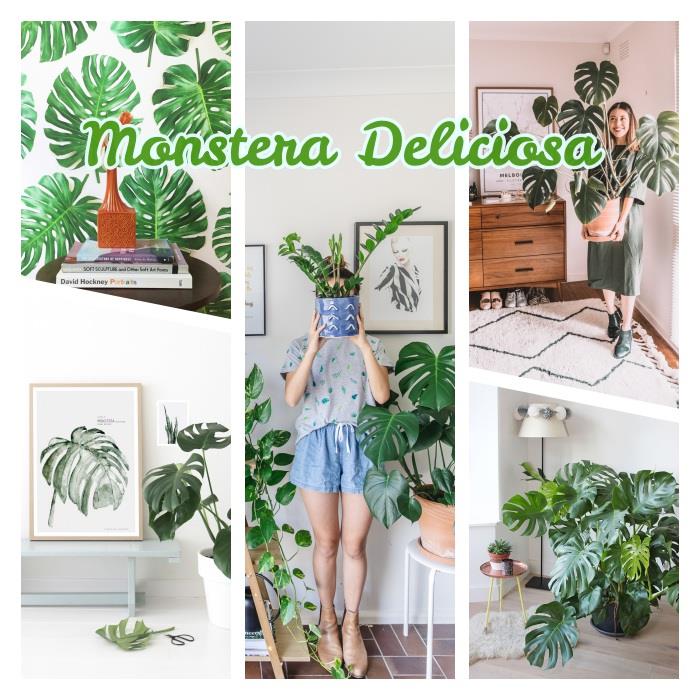 monstera deliciosa zelená rastlina so širokými listami na pestovanie v kvetináči, príklad veľkej tropickej rastliny na dekoráciu mestskej džungle