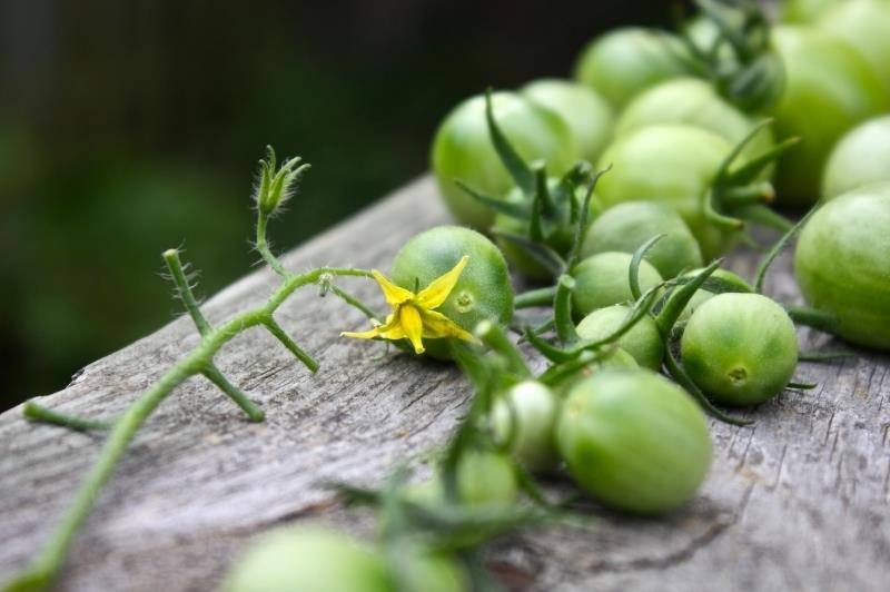 recept gröna tomater odling kulinarisk konst skörd mogen tomat grön sort