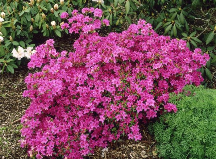 mohutné upravené záhradky s azalkami a rododendronmi, ktoré vysádzajú pre ktorú záhradu