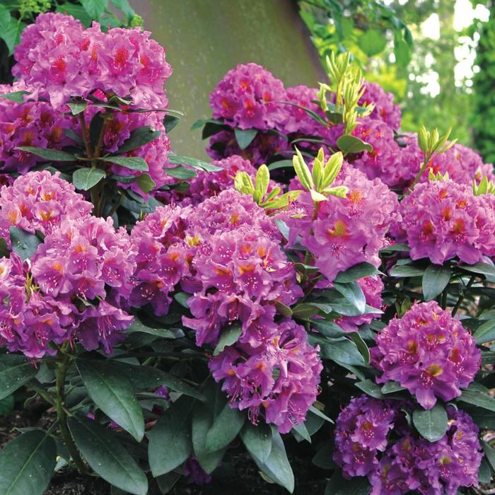 kvitnúci živý plot rododendronov, kvitnúce rododendrony v trsoch s tmavozeleným lístím