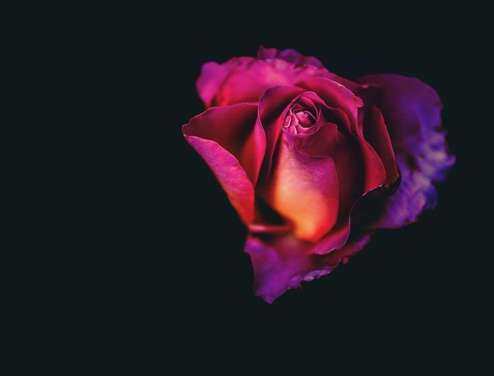 Rose i form av ett hjärta, ganska skuggad effekt av rosa och lila på en svart bakgrund, mors dag idé, mors dag foto, mors dag bild