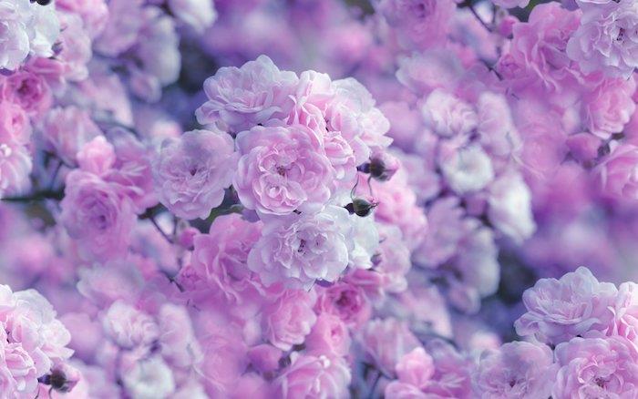 ruže pastelová ružová farba nápad na estetické kvetinové tapety príliš krásne