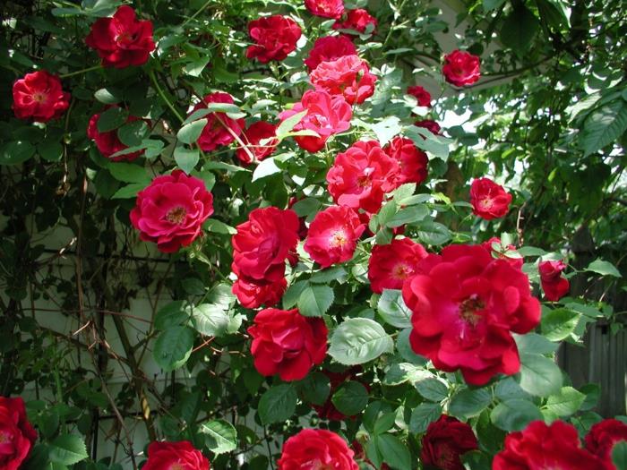 plazivá rastlina, pekná ruža červenej farby, rýchlo rastúci živý plot