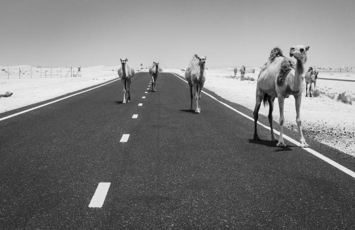 vackert svartvitt foto av en ökenväg och några kameler, svartvit landskapsfotografering