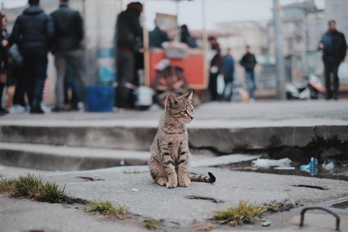 Cool idé fri tapet tapet visuellt lås tumblr representation bild katt på gatan