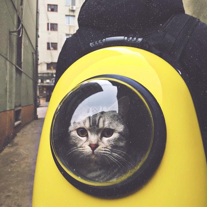 حيوانات لطيفة رائعة خلفيات صور أفضل قطة حيوان في حقيبة ظهر رائعة