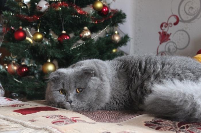 kokande atmosfär tapeter till jul med grå katt framför ett klassiskt dekorerat träd i röda och guldprydnader