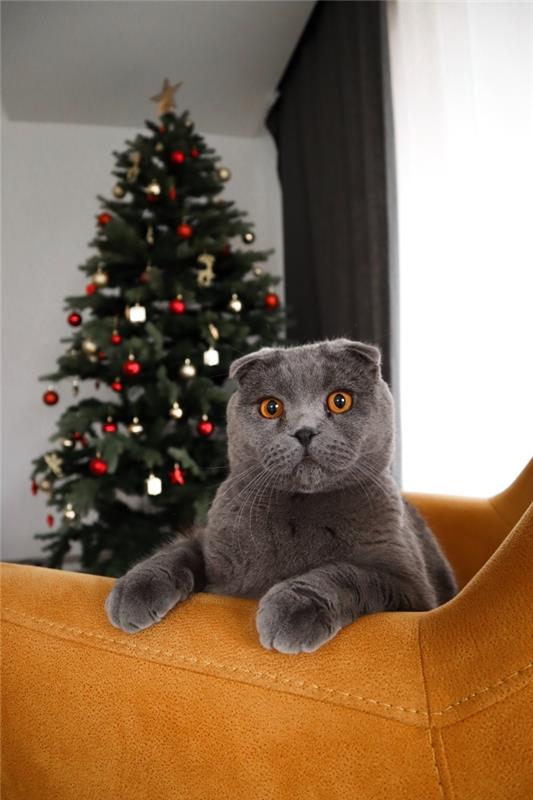 krásny vianočný obrázok, vtipná vianočná tapeta pre smartfóny so sivou mačkou pred ozdobeným vianočným stromčekom