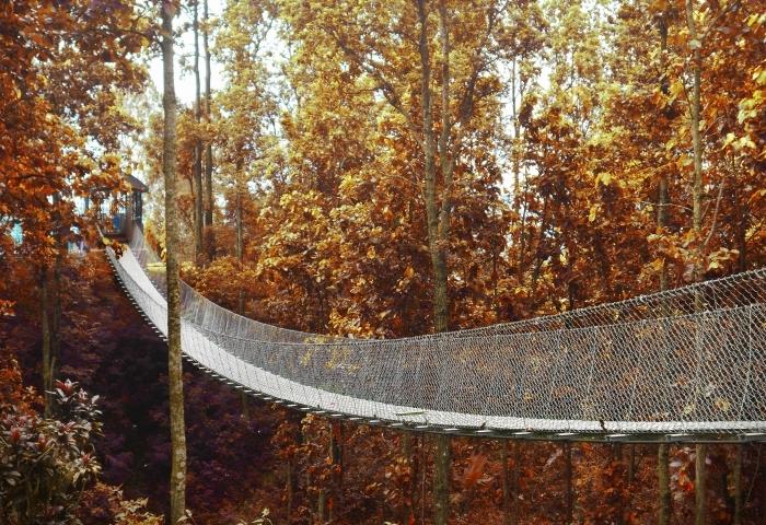 vyberte si tapetu z prírodnej tapety, fotografiu mosta v lese s pomarančmi, jesennú krajinu ako tapetu