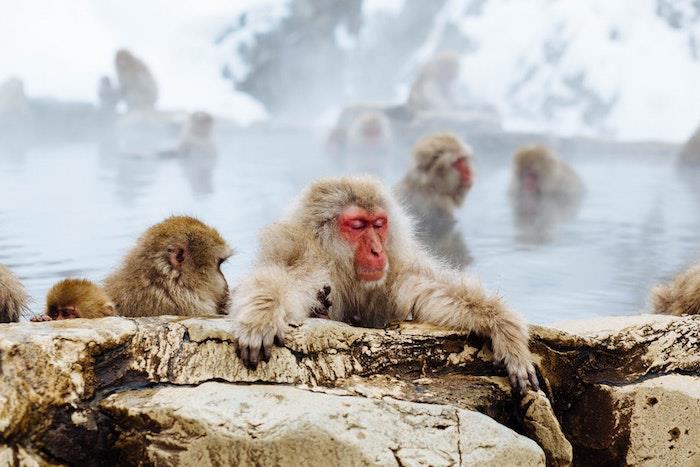 الفكاهة خلفية صورة خلفية روح الدعابة القرود في اليابان في المياه الحرارية