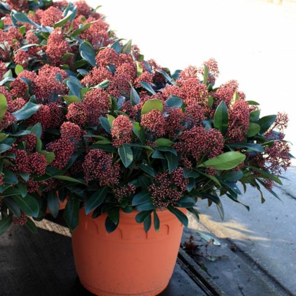 skimmia-jap-rubella-6-storlek