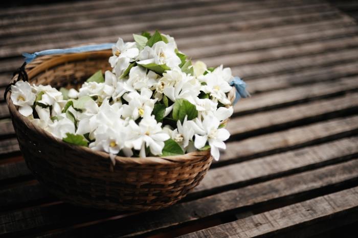 stjärna jasmin står vita jasminblommor