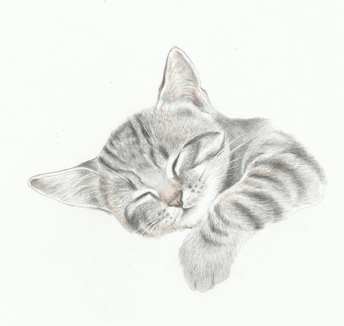 söt katt huvud ritning mall, sovande katt husdjur mönster penna ritning exempel