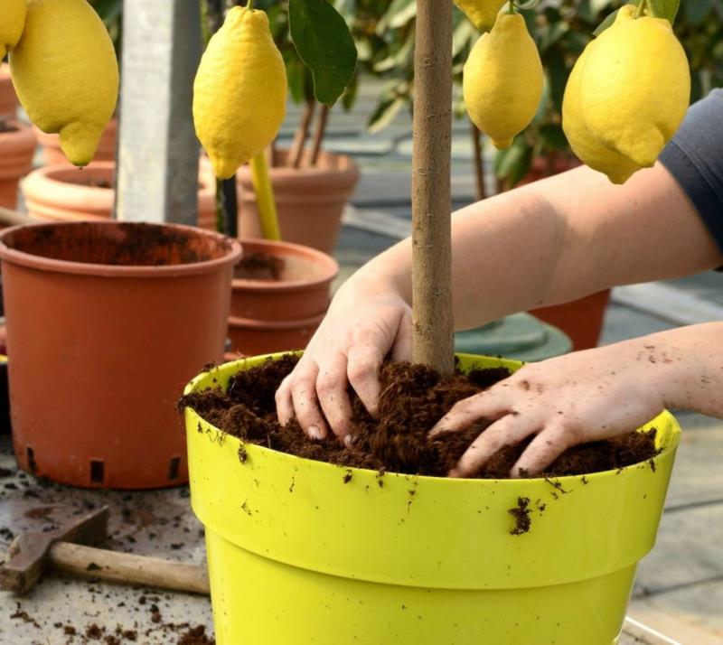 krukväxt för citron ett barn som planterar ett citronträd i en kruka