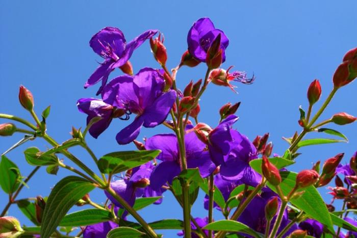 tibouchina urvilleanna, ker brazílskeho pôvodu, vždyzelené lístie, pekné súkvetie